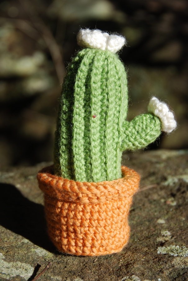 Cactus cresciuto nella casa di un sarto